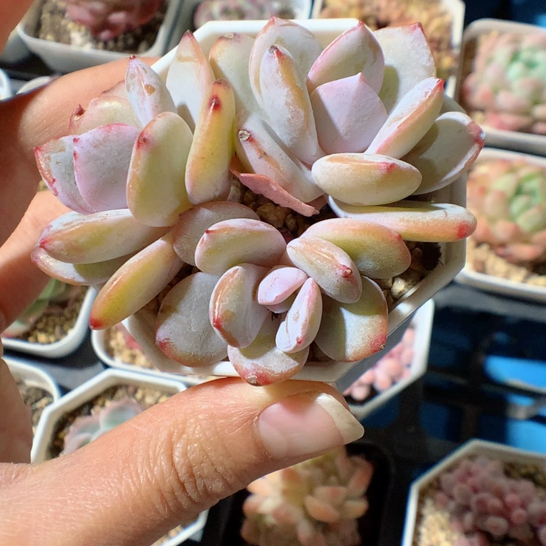 58包邮  群生不包整 奶茶54