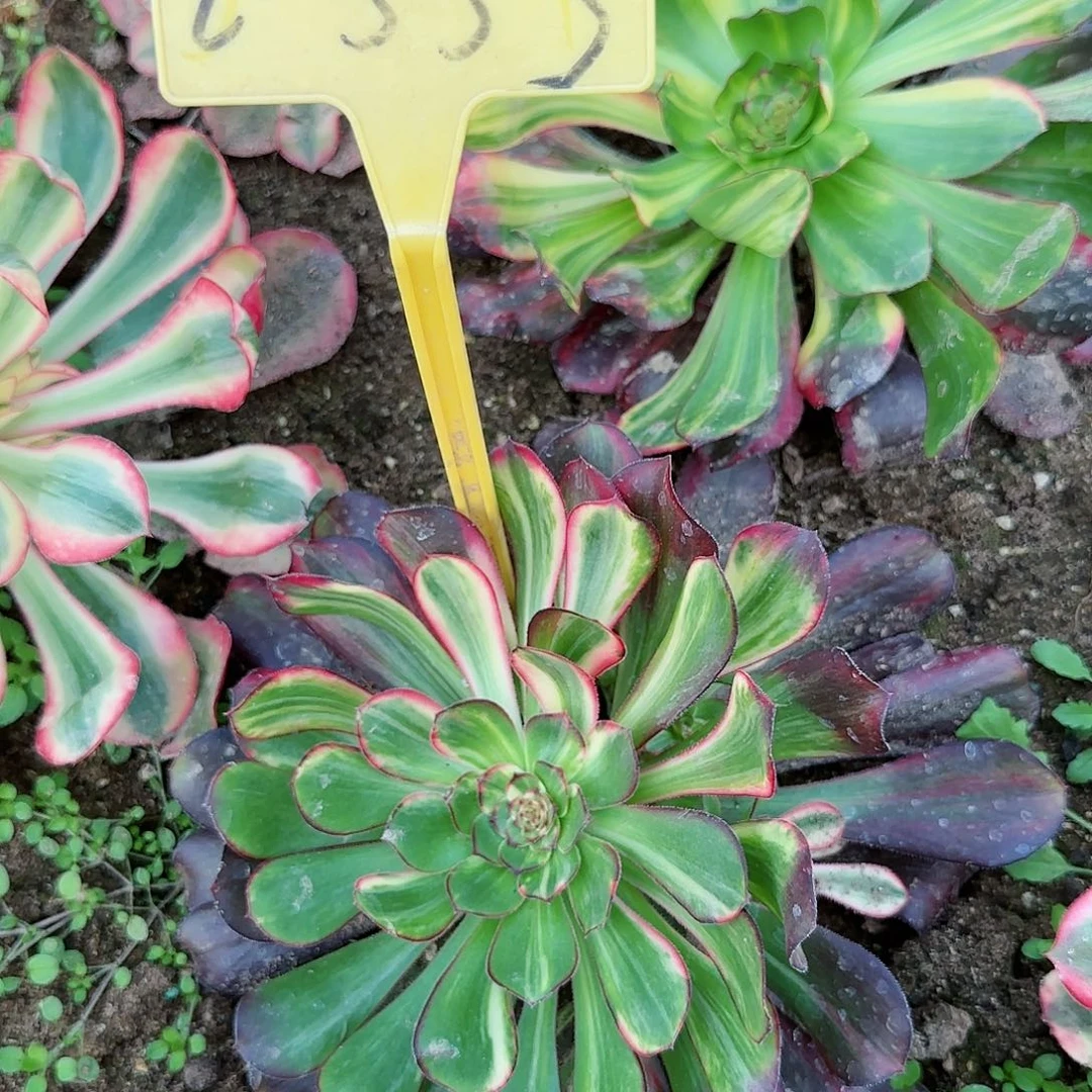 2-553--画蝴蝶多头多肉