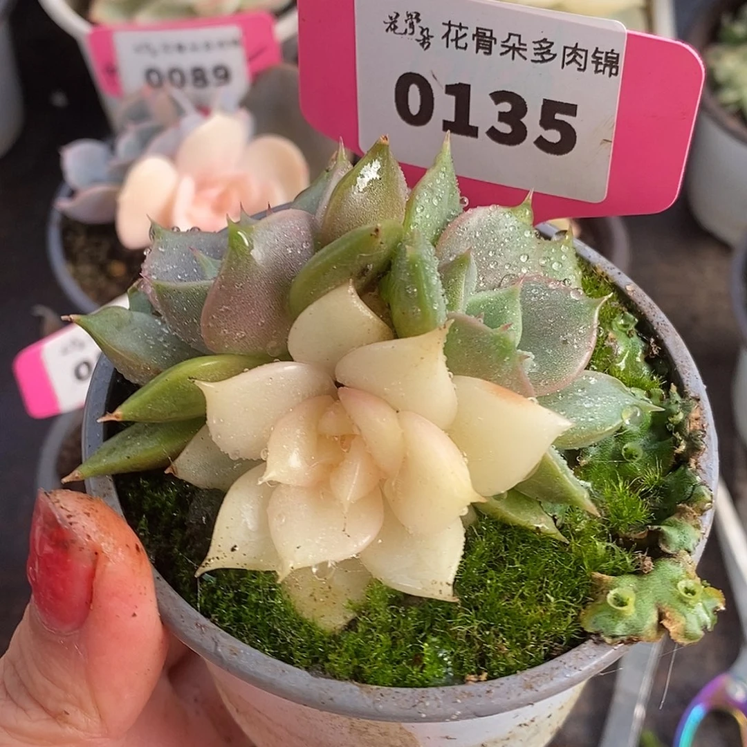 135三头哈哈哈哈哈哈