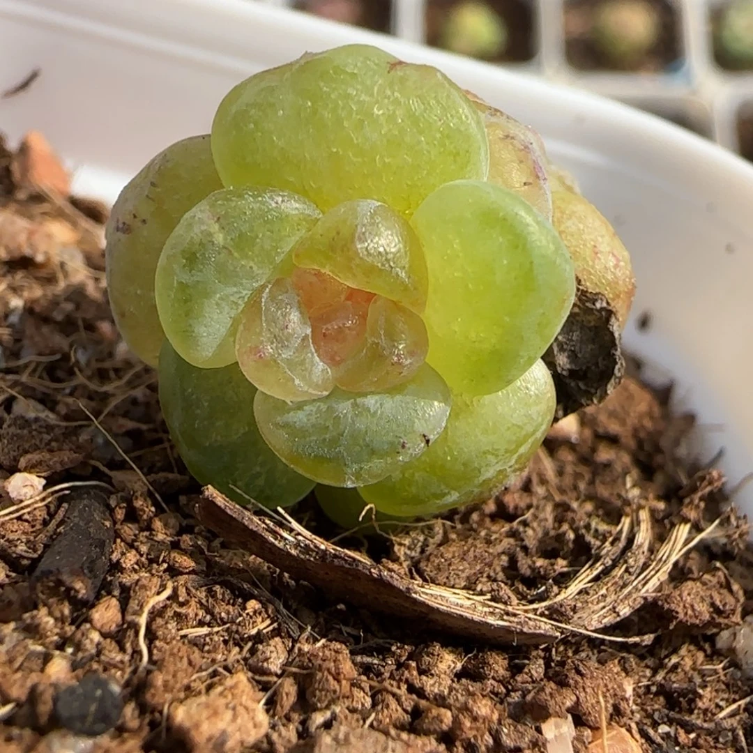 y***玮绝绝子多肉植物一颗