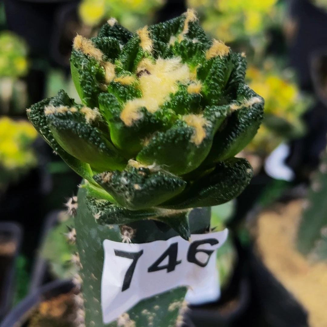 无花朵宽尤勃氏辛顿牡丹746