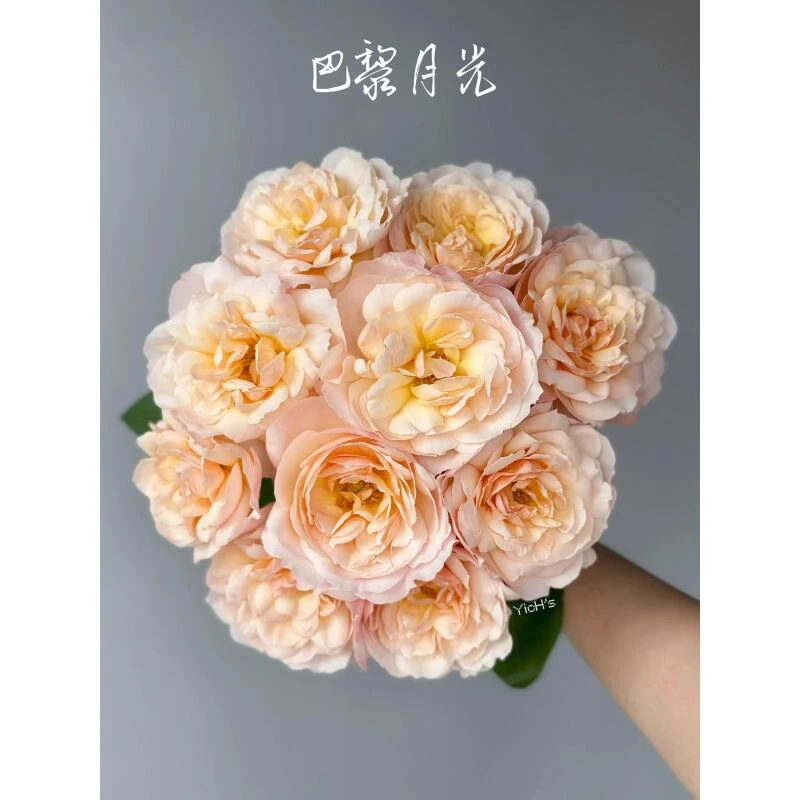 巴黎月光多头玫瑰（两单升级空运）