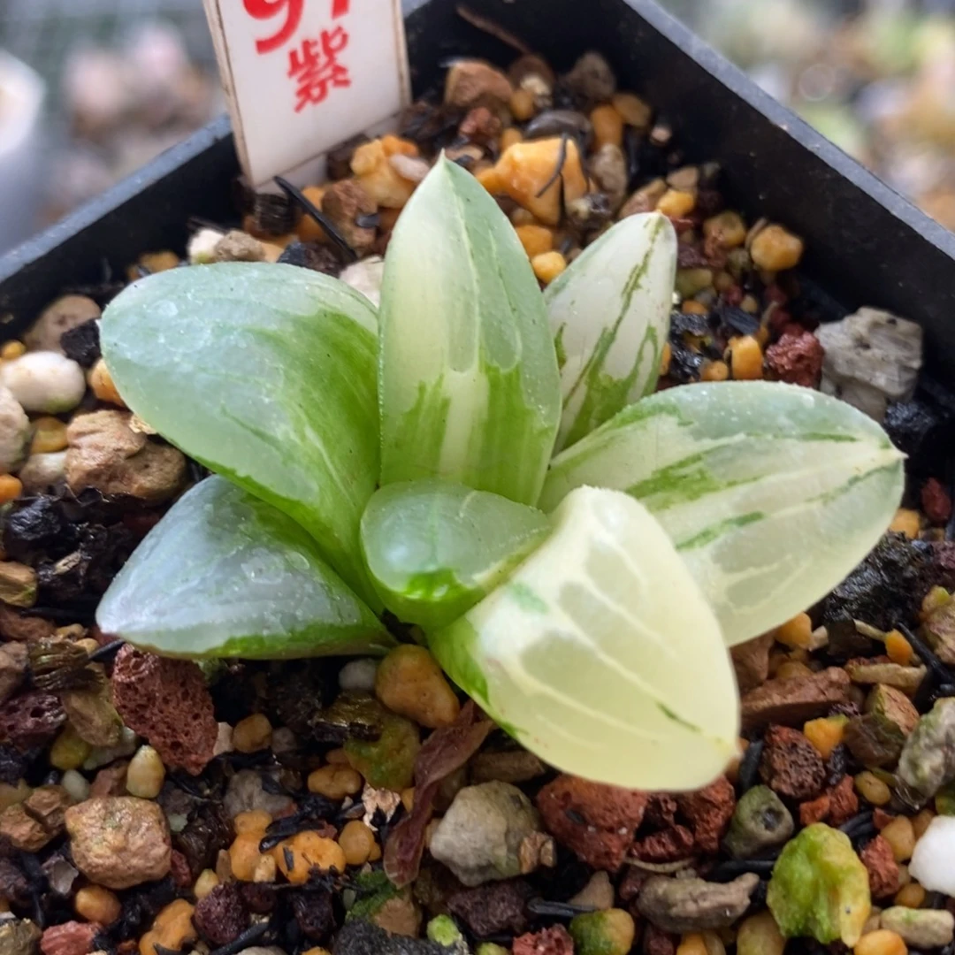 97冰城锦一物一拍