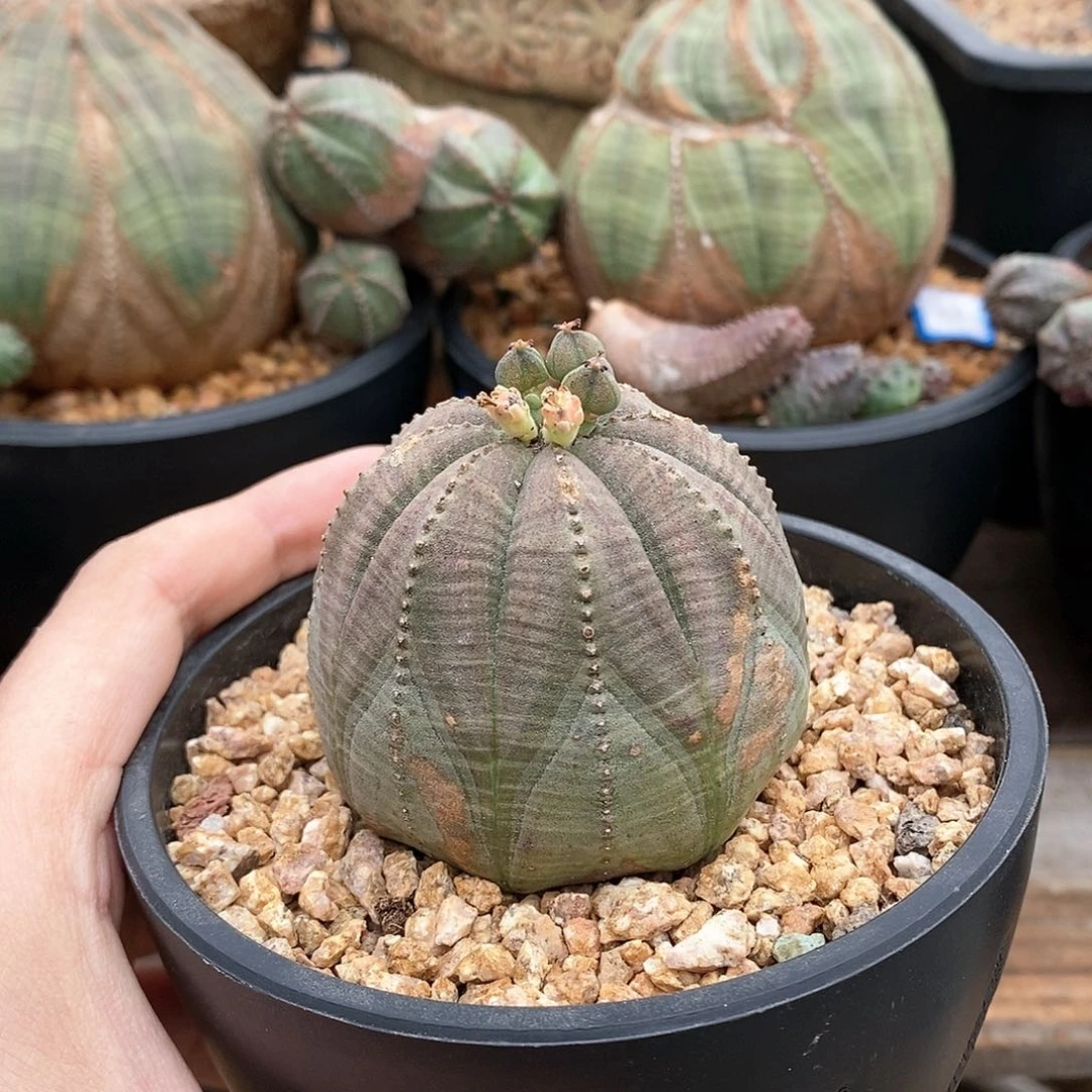 欧系布纹球多肉植物