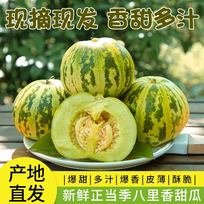 山东花香美人八里香花蕾甜瓜新鲜现摘花皮瓜应季香甜孕妇水果甜瓜