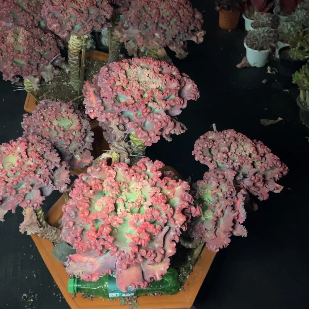 小雨多肉女王花丽