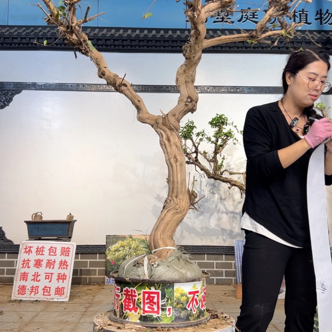 无花朵金银花8888