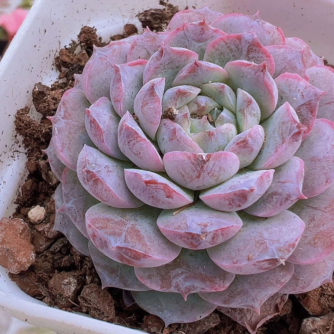 宝塔恩宠19包邮多肉植物