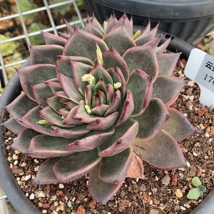 D176- 直播福利 东云