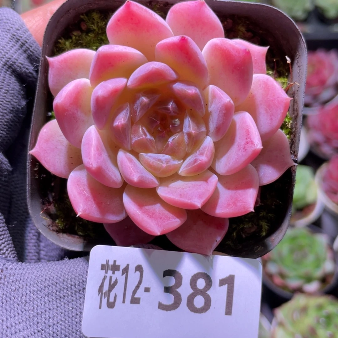 花利美12-381秘境冰魄