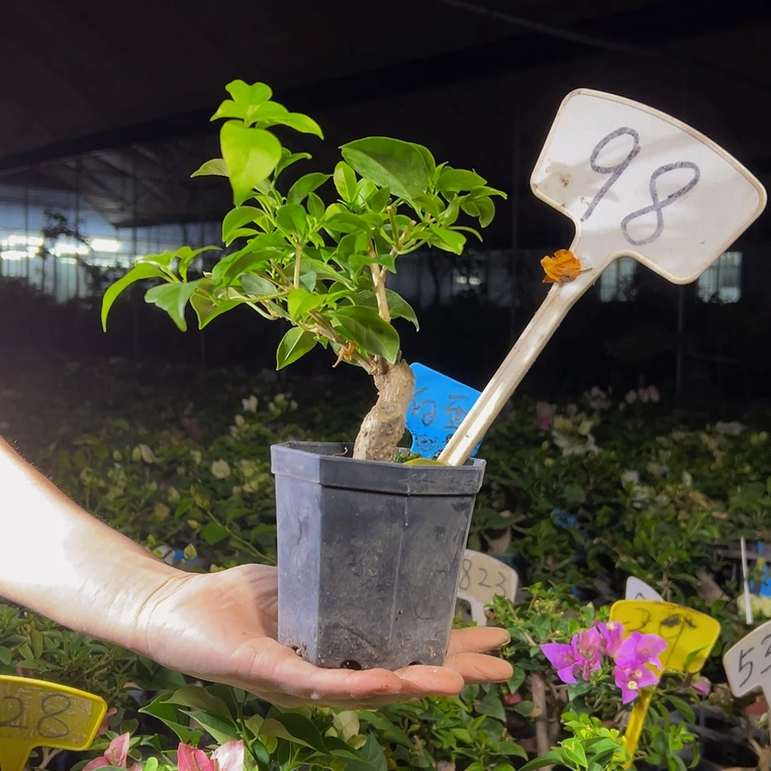 当前无花栽培后可以开花 白雪公主 大宝  98