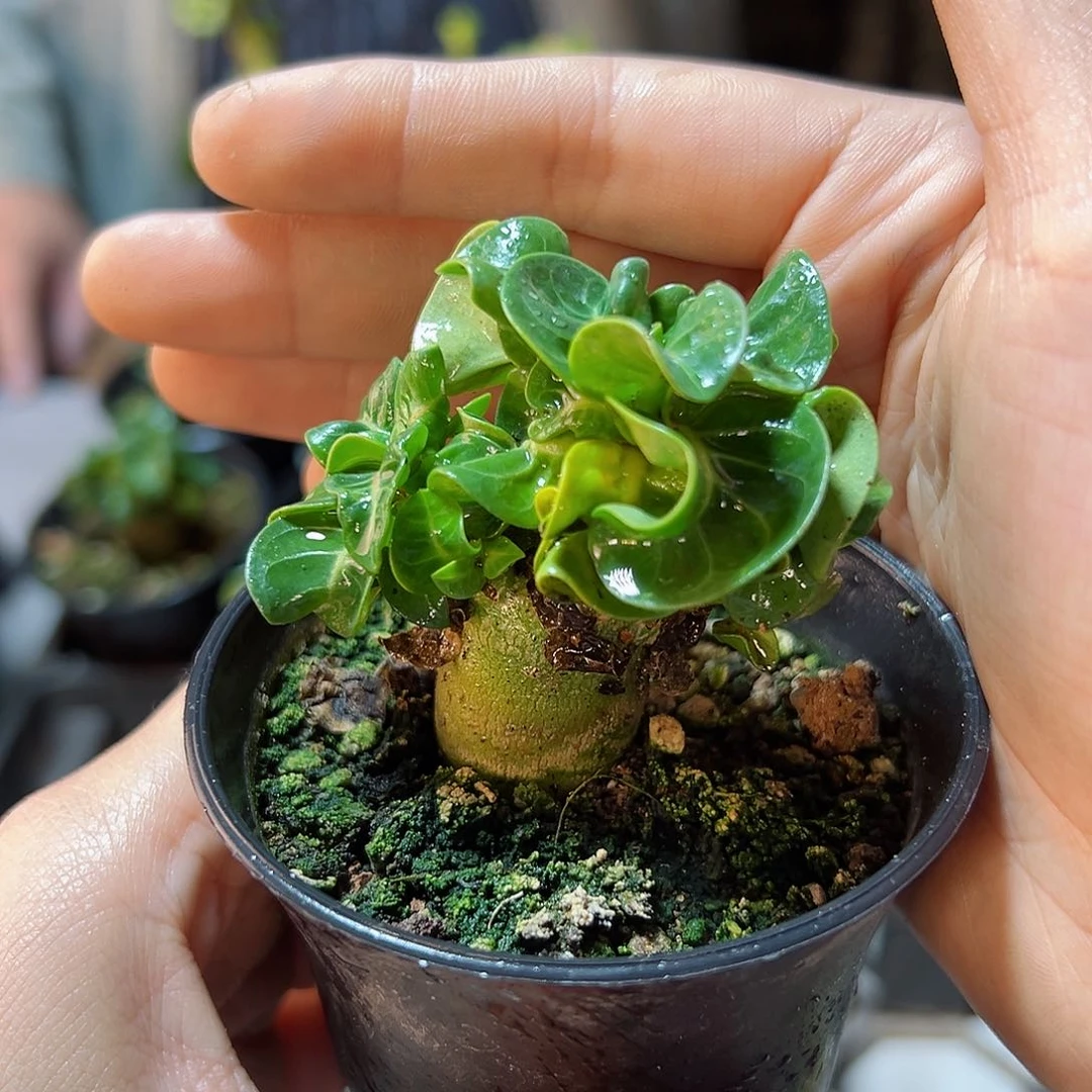 羊角卡汗肚子1.8公分带盆