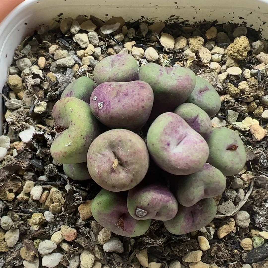 红嘴群生带盆土发货