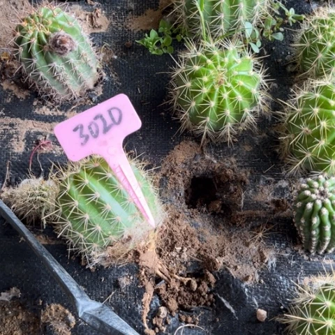 清清3-584随机无花微瑕3020