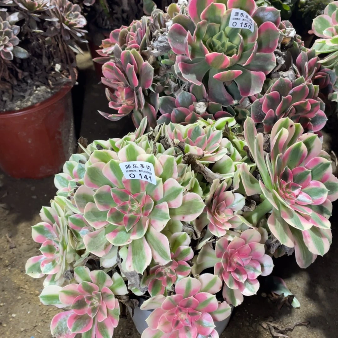 141粉女巫多肉法师断枝不包