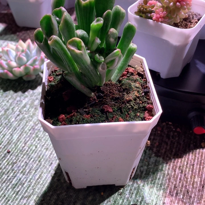 陆***熠吸财树吸财树吸财树