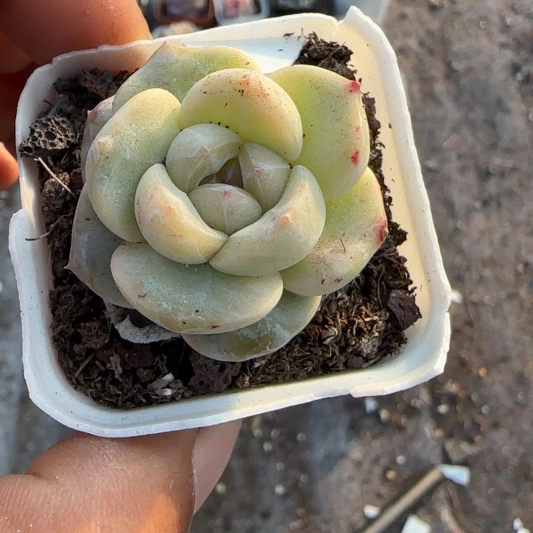 多肉小卡拉米糖心一物一拍