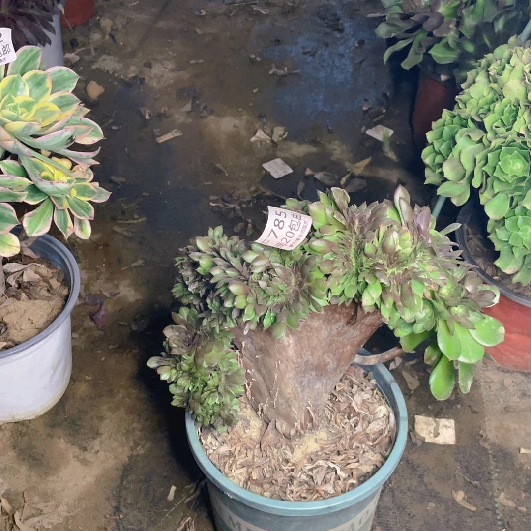 785万圣节缀化多肉法师