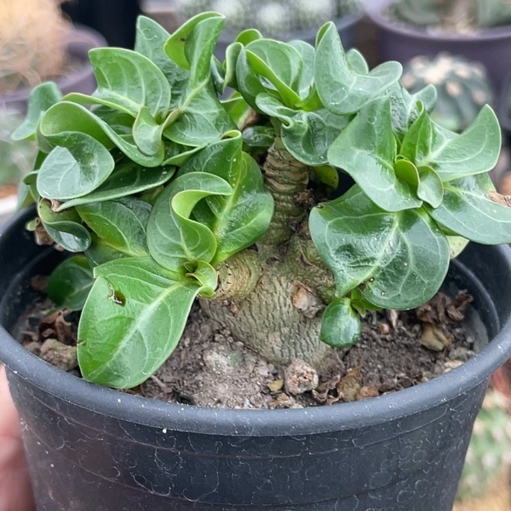 卡汗羊角沙漠玫瑰实生