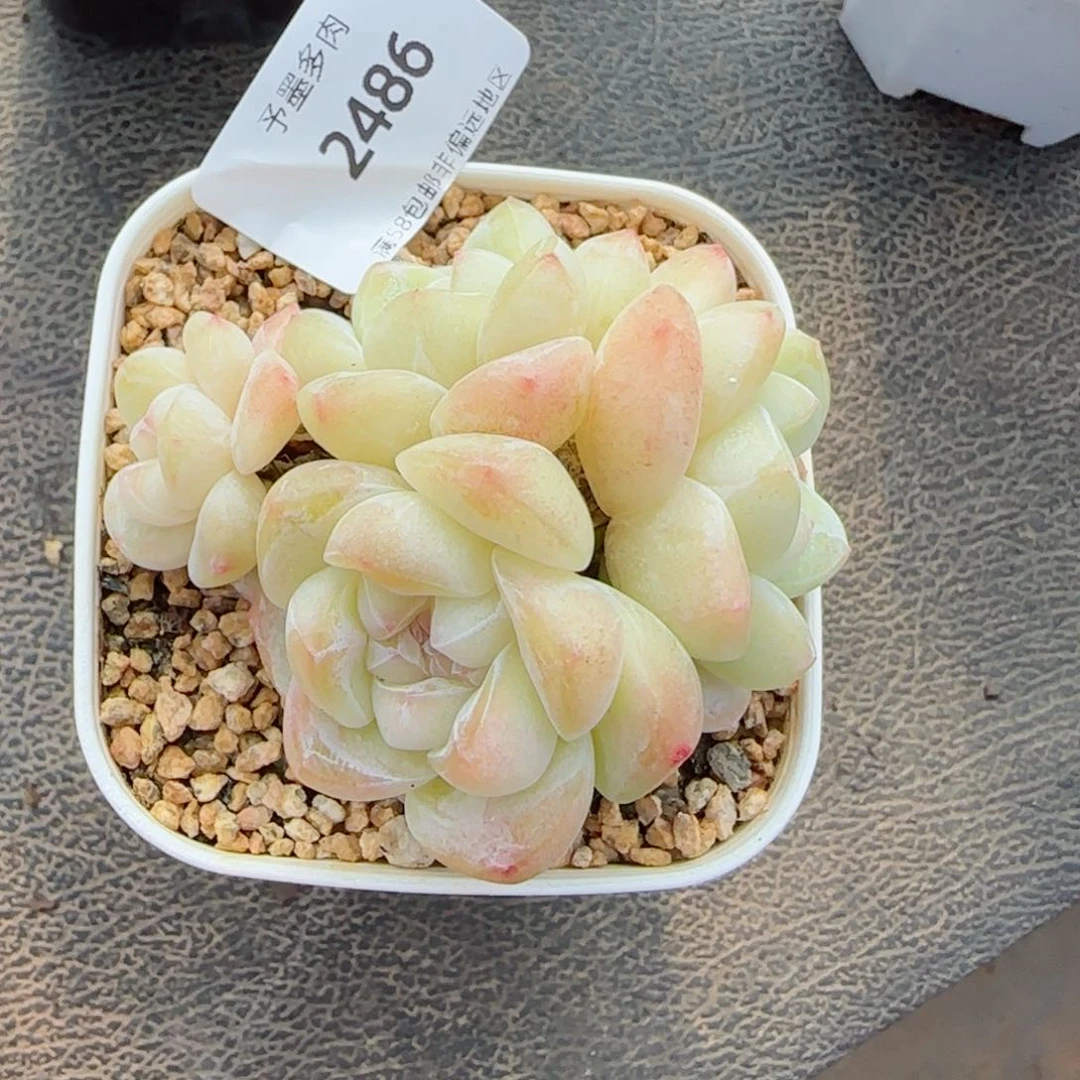 冰玉无砍，2486多肉植物