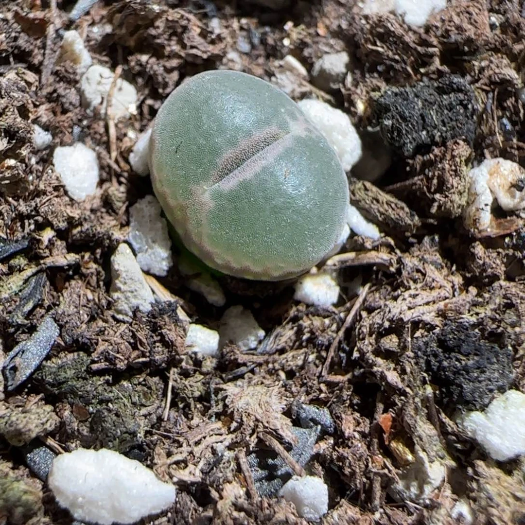 肉锥多肉植物组合-安格1700