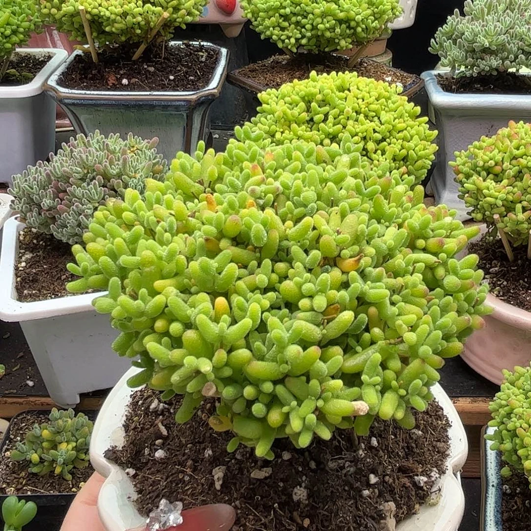 z***g蜜桔糖球优选枝干