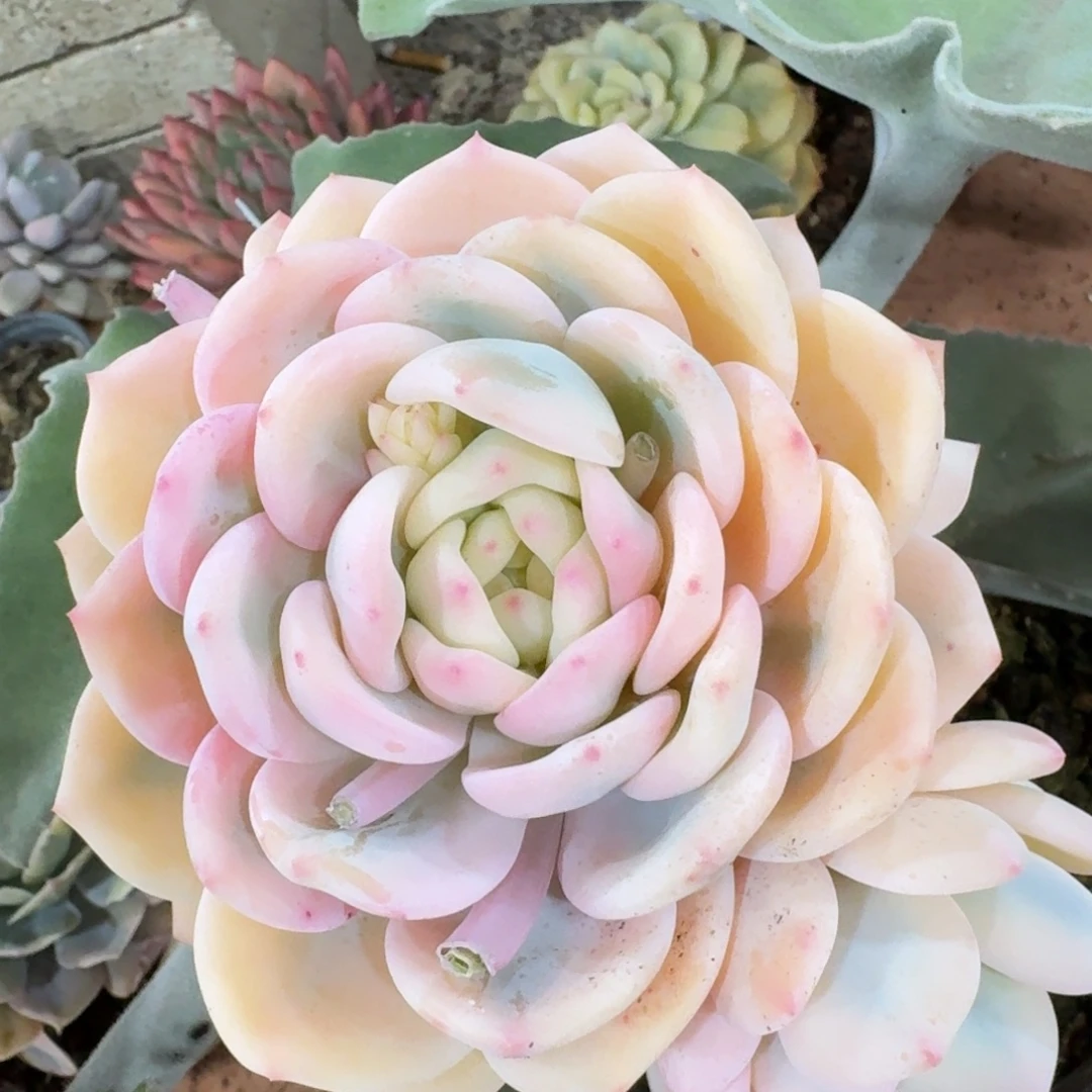 3005梦露锦多肉植物