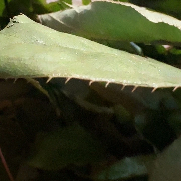 无花朵野生淫羊藿半斤