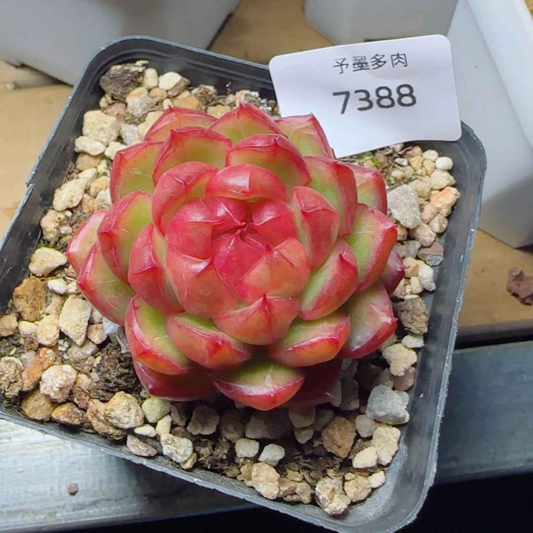 糖果珍妮，7388多肉植物