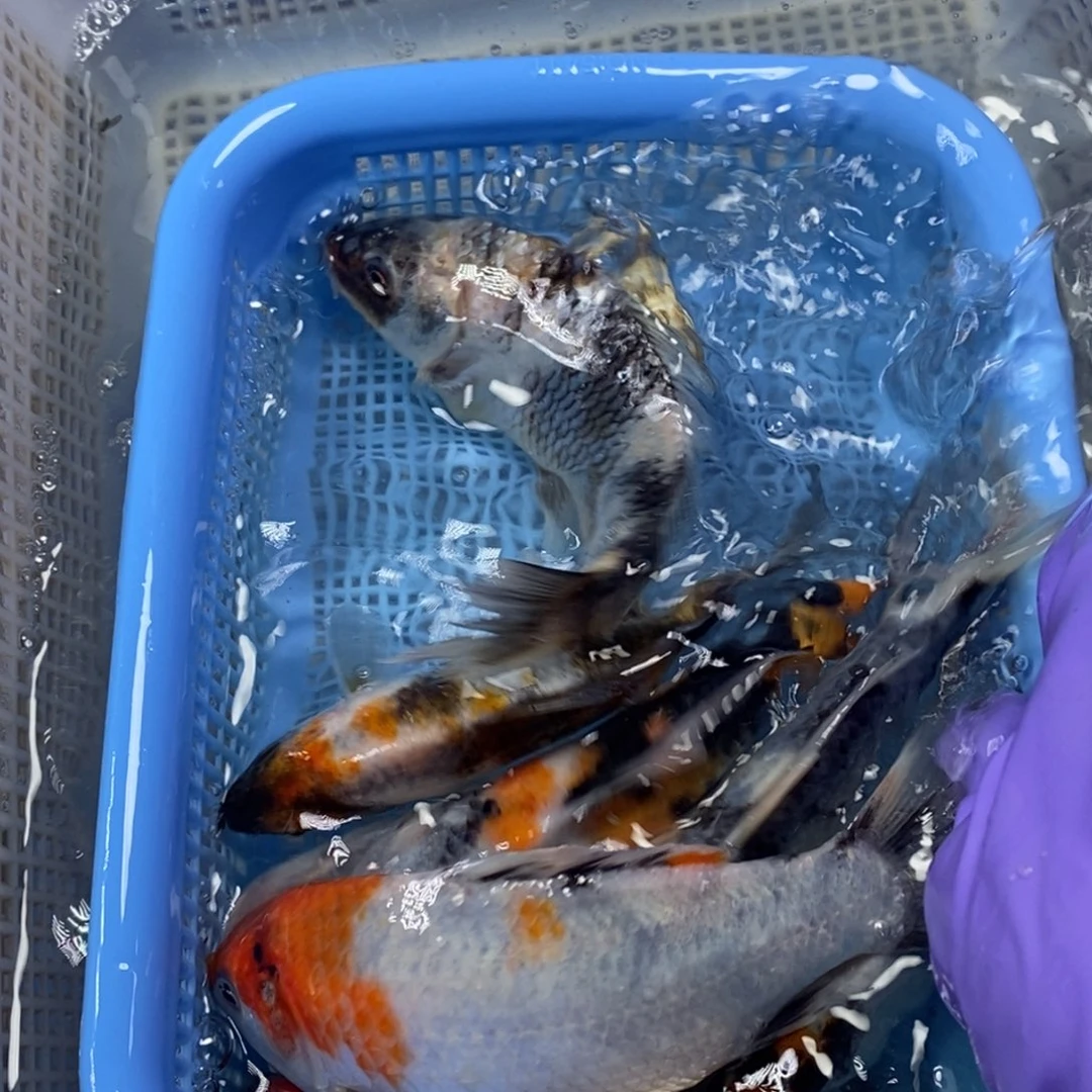 锦鲤冷水锦鲤包邮