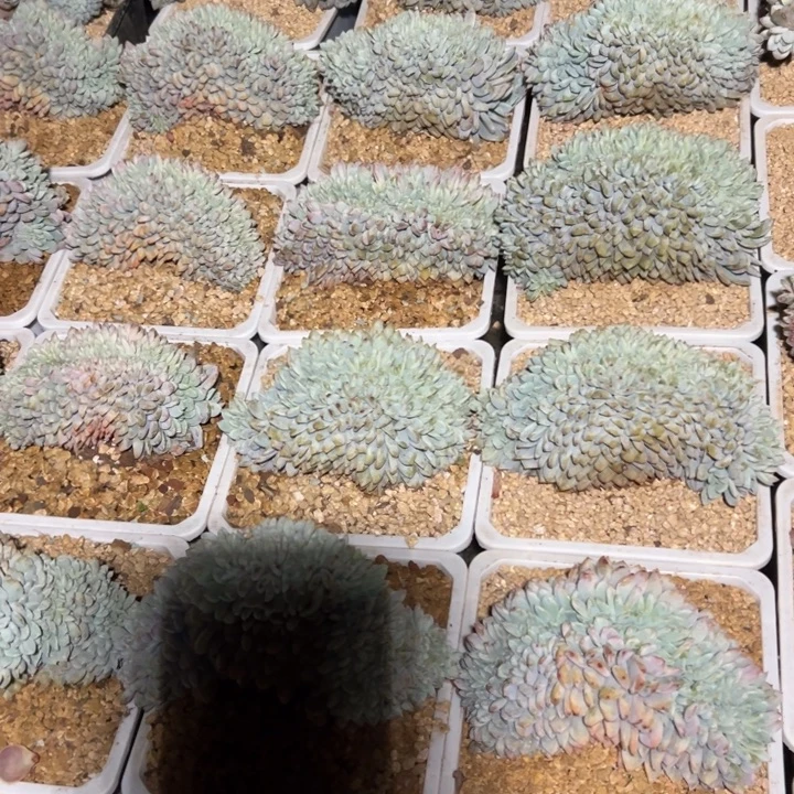 精品多肉植物老桩橙子星影缀