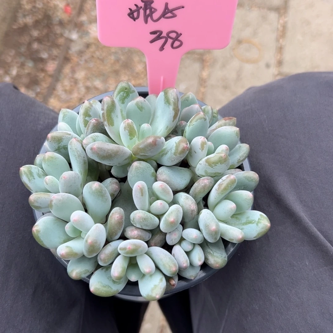 妮****胖体弗莱布111111111111