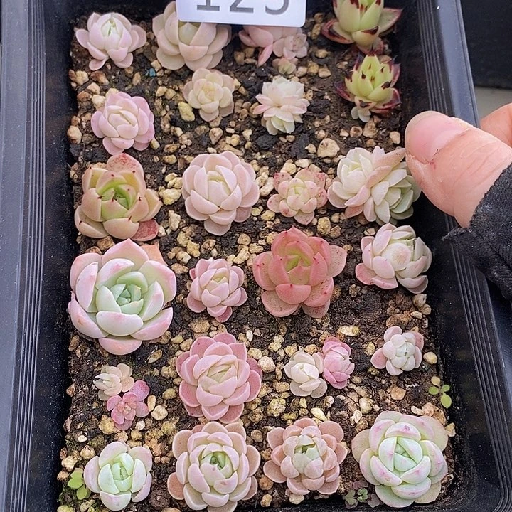 123 多肉植物盆栽花卉