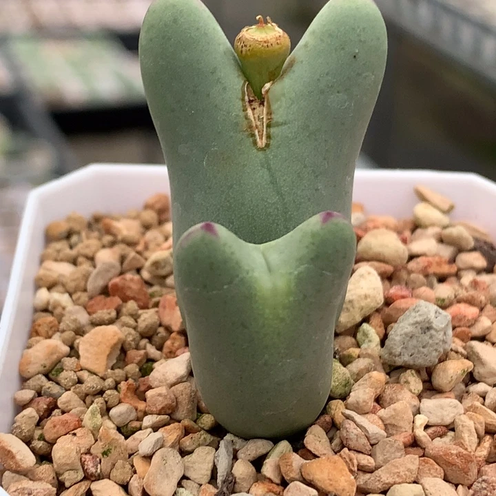 精品多肉植物白花双头少将