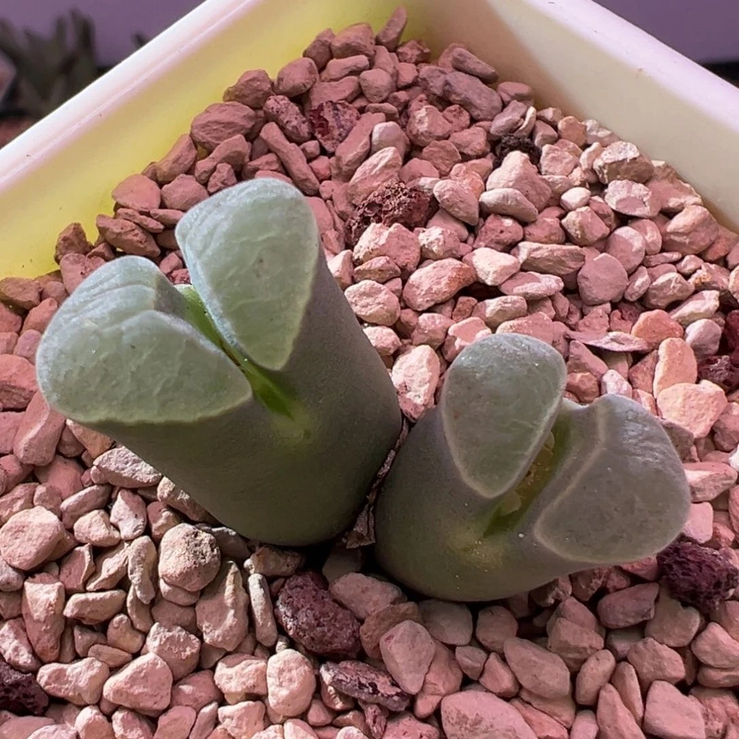 419青蛙优选2151四年母本