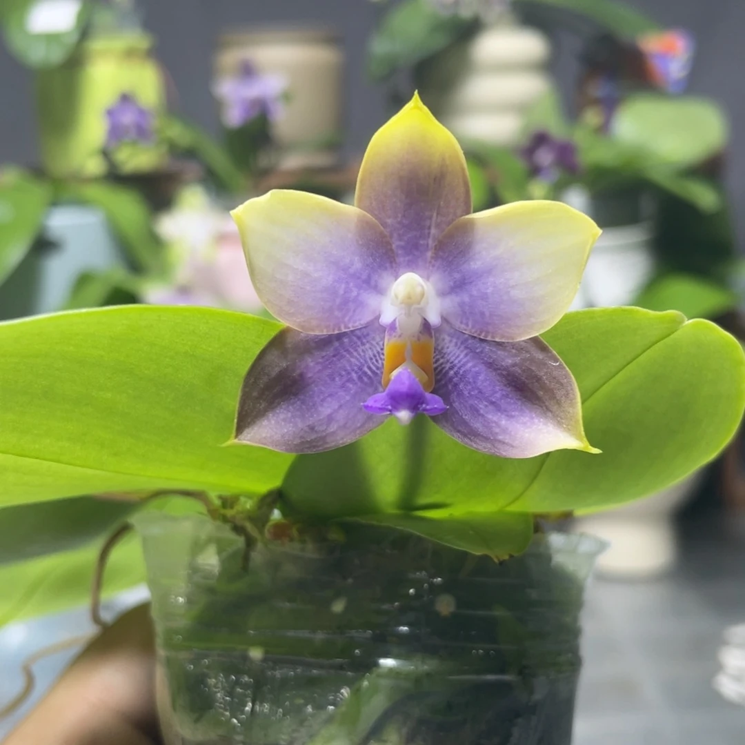 完全开放YW16，2.5杯开花株