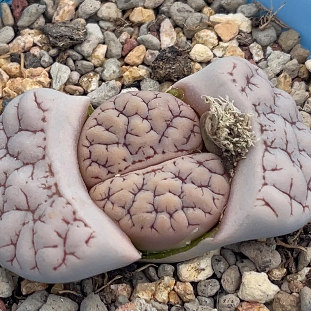 9855红纹脑纹189一颗