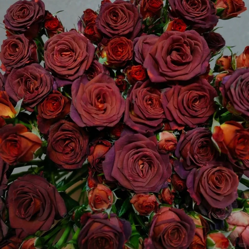 【云台花卉】巧克力泡泡+橙色芭比 两单升级京东冷链/德邦空运