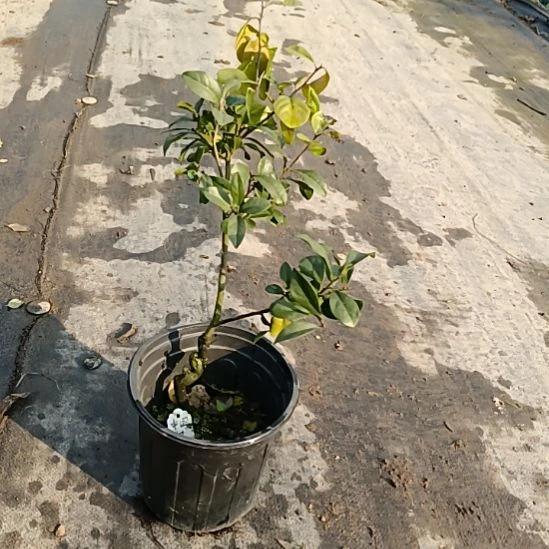 无花朵金弹子盆景园