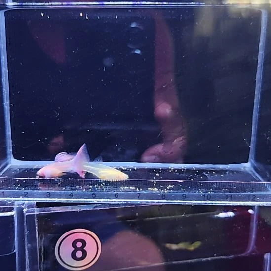 孔雀鱼20金粉世家一对