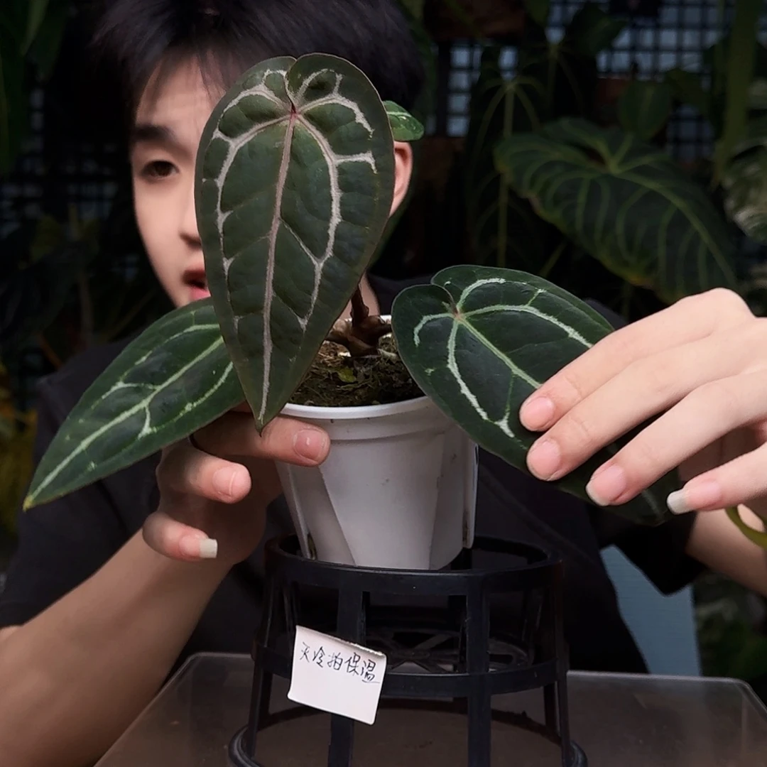 完全开放U163紫水晶杂米歇尔