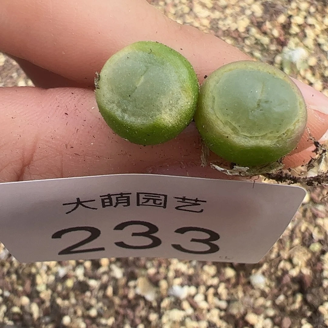 一物一拍2颗拉登。  233