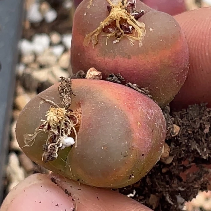 5888899898888888888888