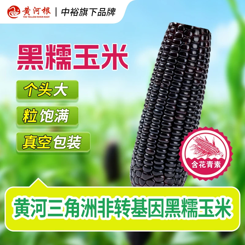 黄河根新鲜黑糯玉米220g/根含花青素真空锁鲜黏糯香嫩主食