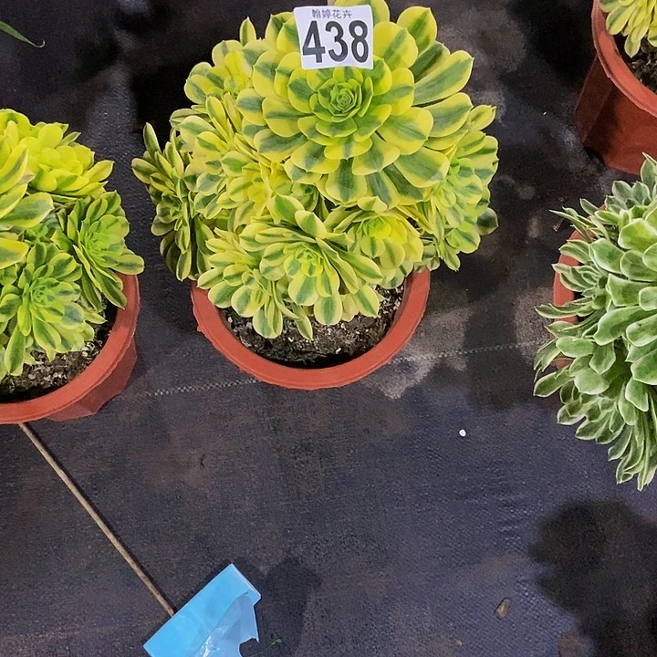 0000000000000438金丝翡翠