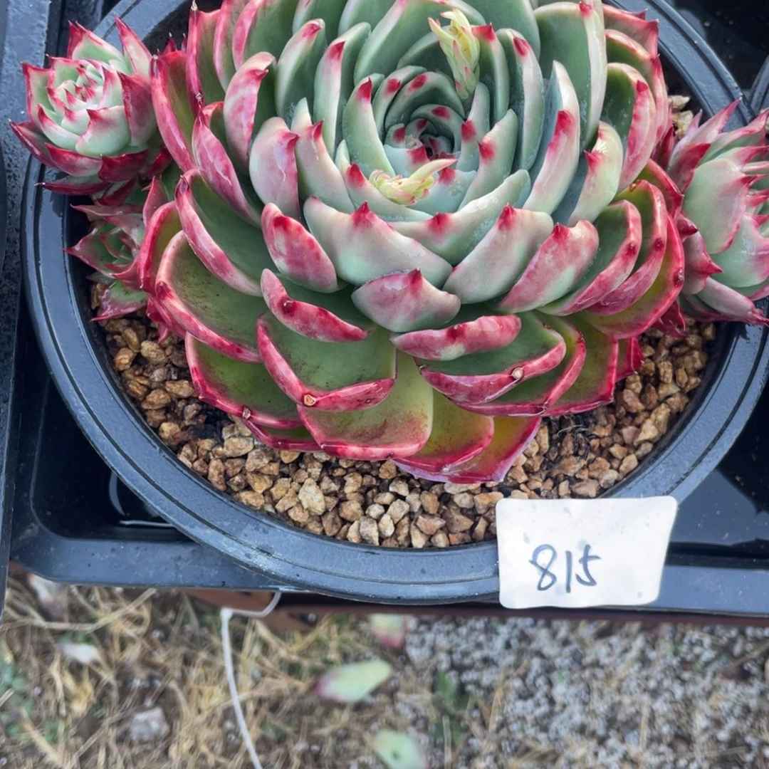 惊鸿仙子冠服23左右