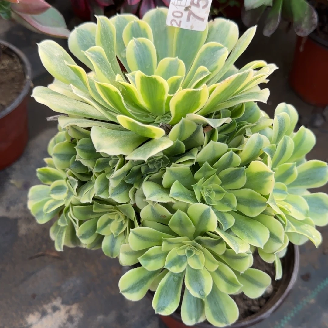 绿豆沙759满20包邮断枝不包