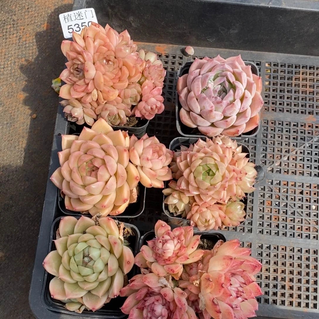 ￥*鑫不包整散掉头5350