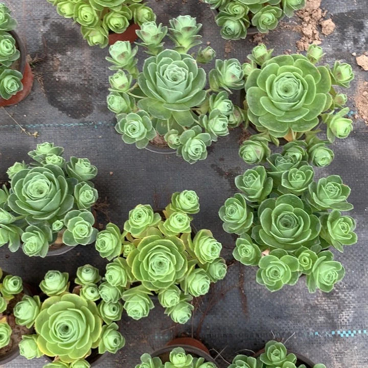 混播玫瑰多肉群9-12厘米4个