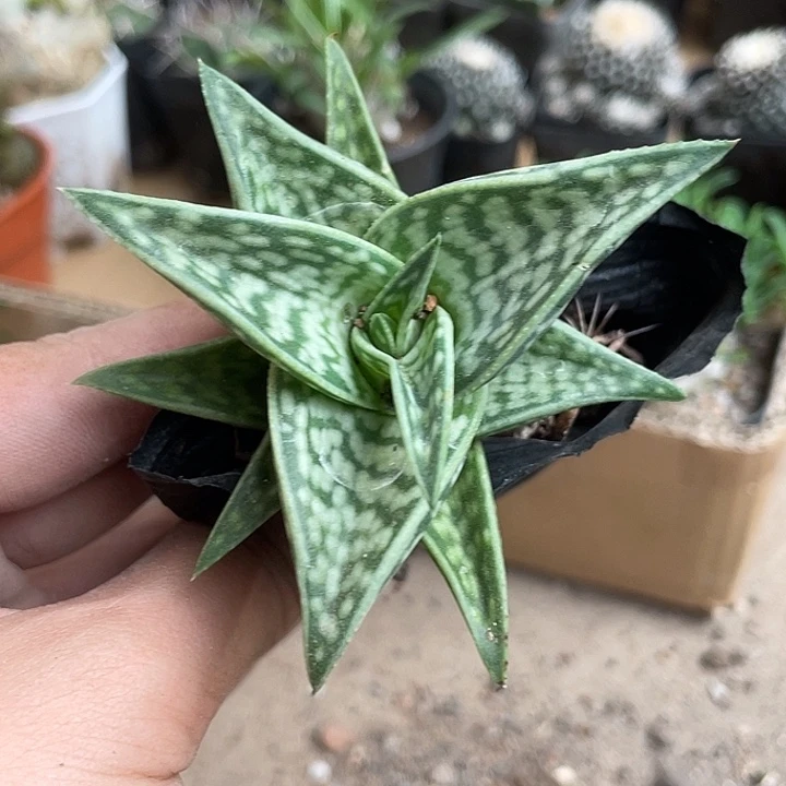 当前无花栽培后可以开花185仙人球开花植物